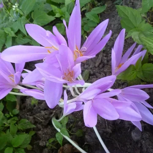 Colchicum Autumnale ‚Lilac Wonder‘