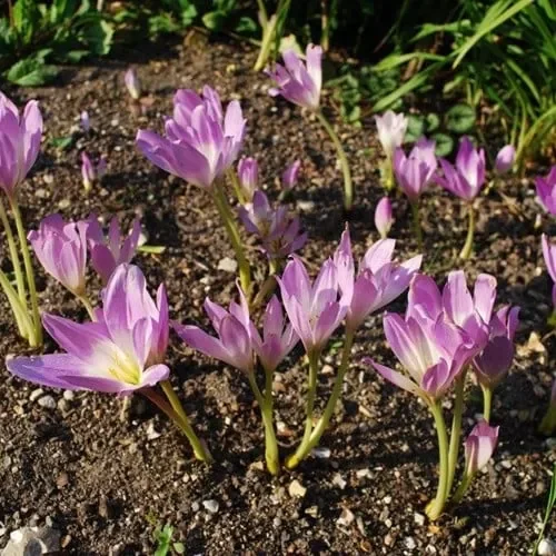 Colchicum Speciosum