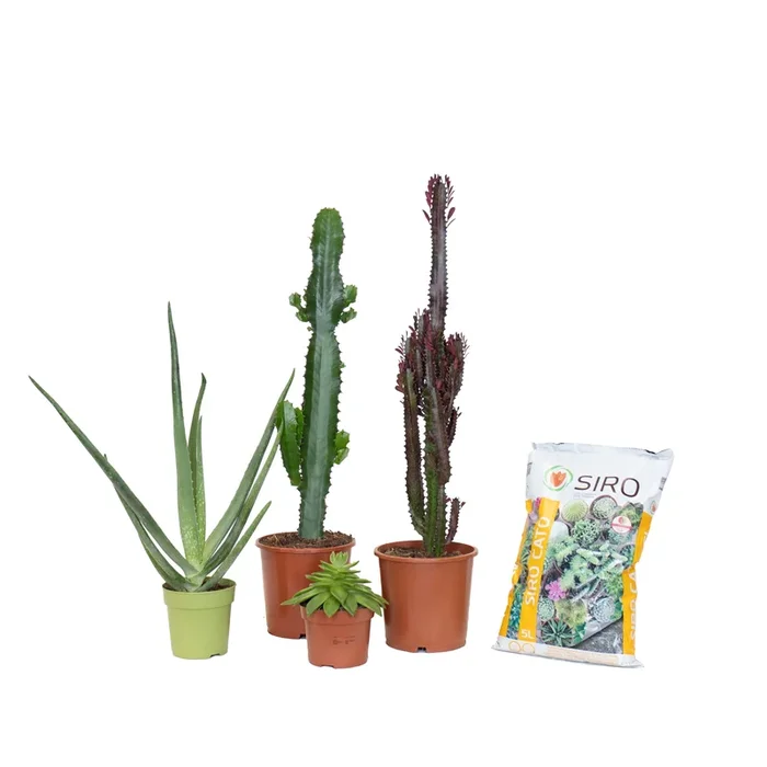 Conjunto de Catos e Suculentas