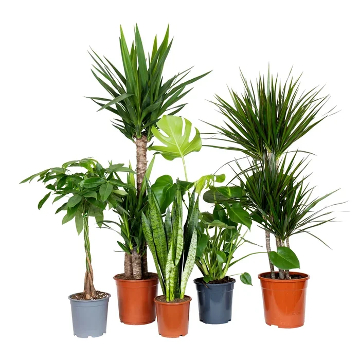 Conjunto de Plantas Fáceis de Cuidar XL
