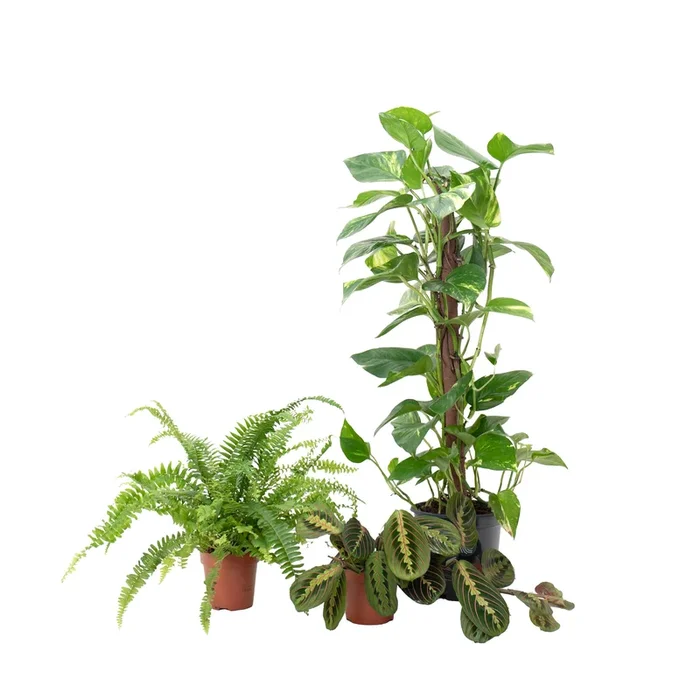 Conjunto de Plantas para WC