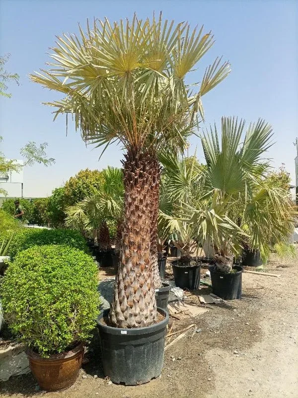 Copernicia Pruniferea „Wax Palm“
