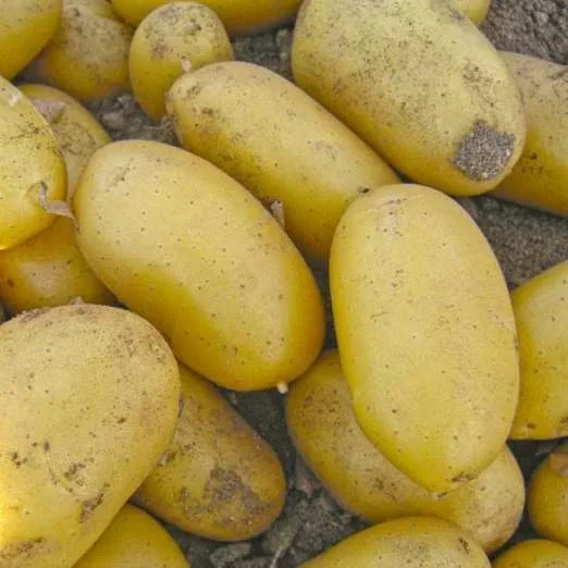 CoquinePflanzkartoffeln, bio
