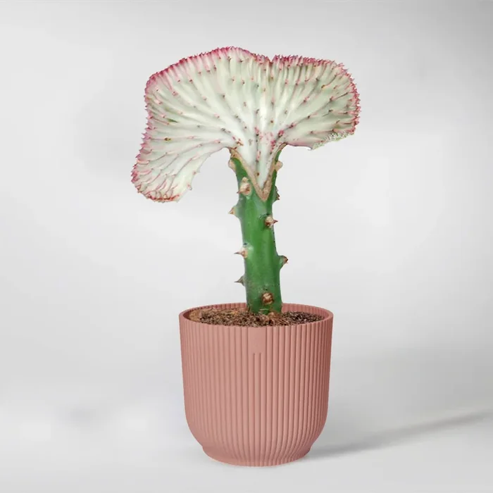Coral Kaktus | Euphorbia lactea