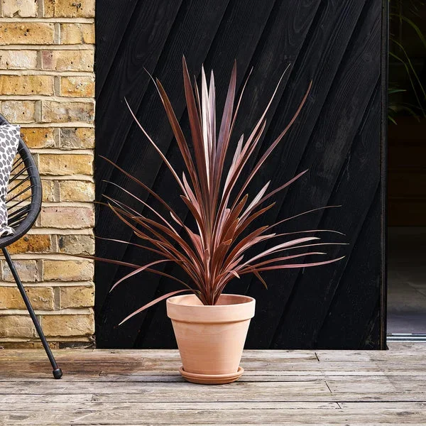 Cordyline – red
