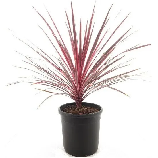 Cordyline australis Charlie Boy – Keulenlilie