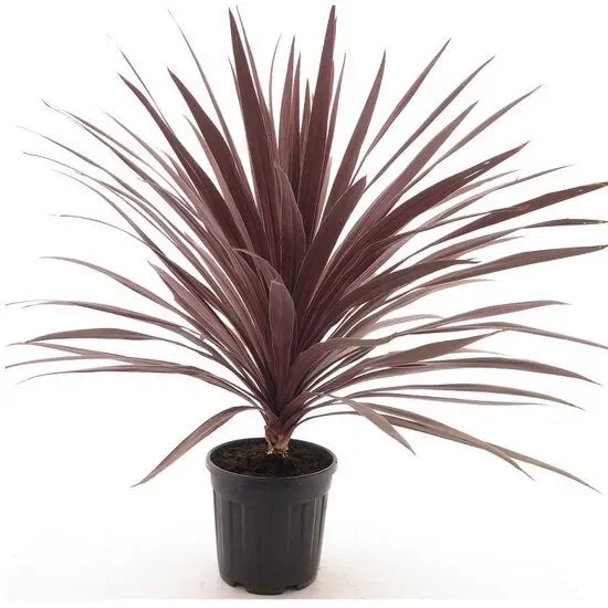 Cordyline australis Red Star – Keulenlilie