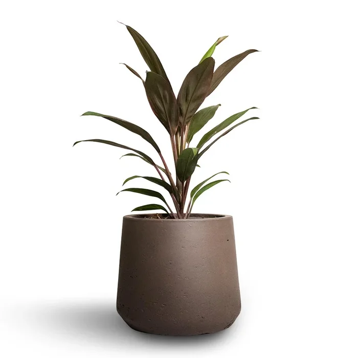Cordyline fruticosa Rumba – Hawaiian Ti Plant