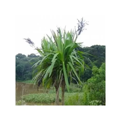 Cordyline Sellowiana