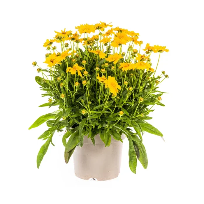 Coreopsis grandiflora – Großblumiges Mädchenauge