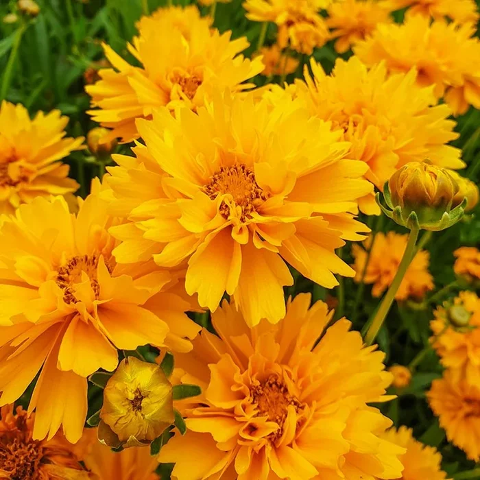 Coreopsis grandiflora