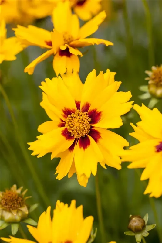 Coreopsis lanceolata ‚Sterntaler‘