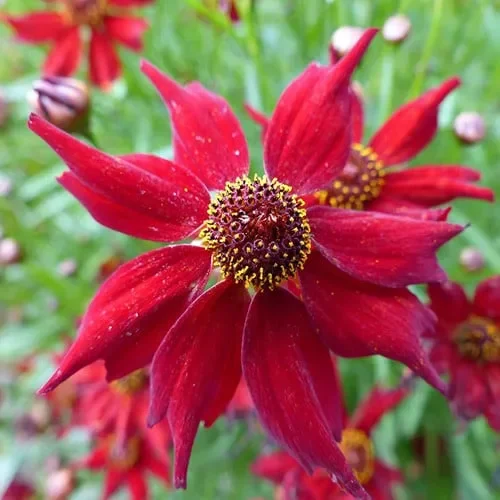 Coreopsis Tinctoria ‚Dwarf Red‘