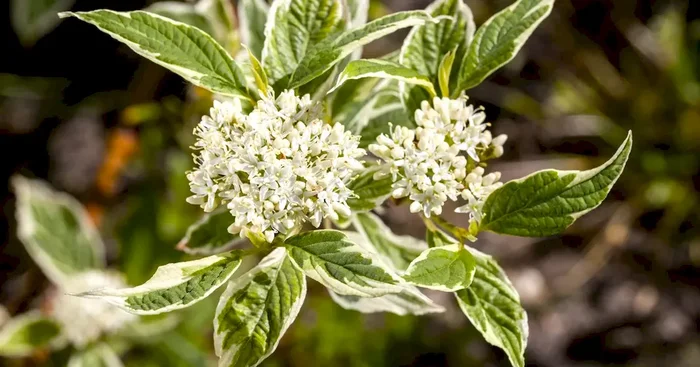 Cornus alba ‚Sibirica Variegata‘
