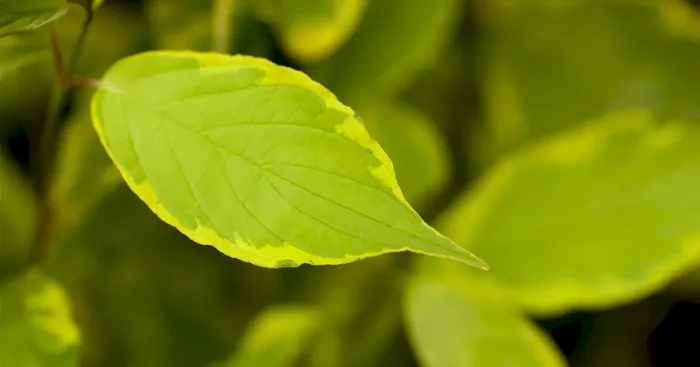 Cornus alba ‚Spaethii‘