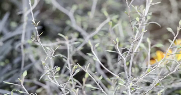 Corokia cotoneaster