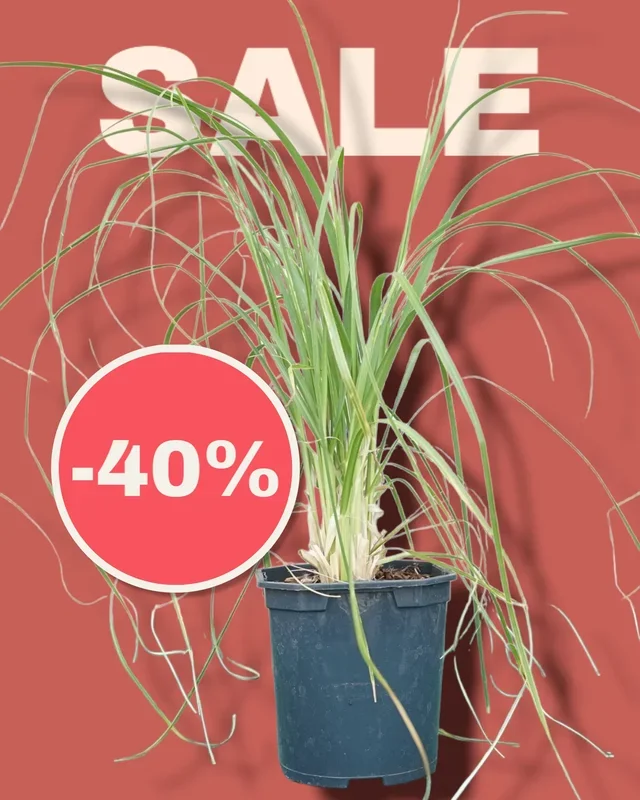 Cortaderia selloana – Pampasgras
