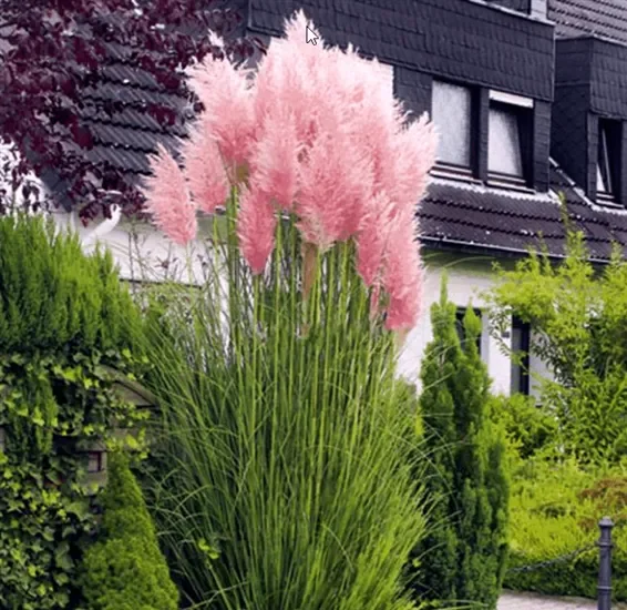 Cortaderia selloana Rosea – Pampasgras