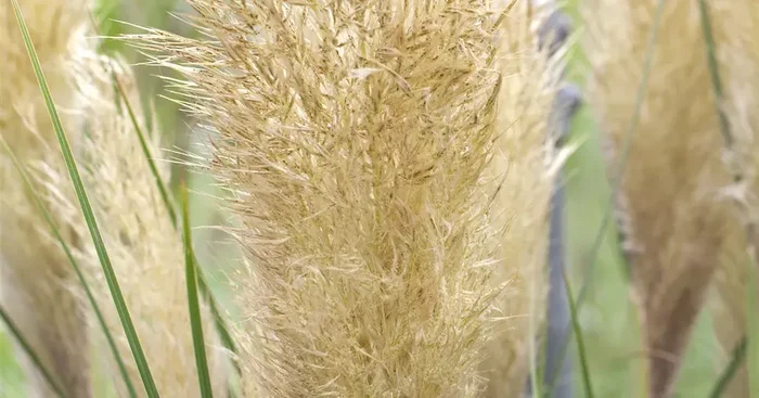 Cortaderia selloana weiß