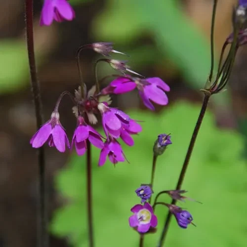 Cortusa Matthioli