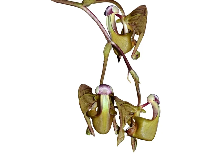 Coryanthes bergoldii