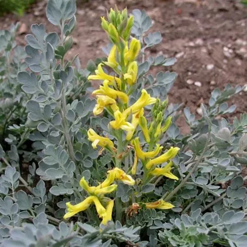 Corydalis Wilsonii