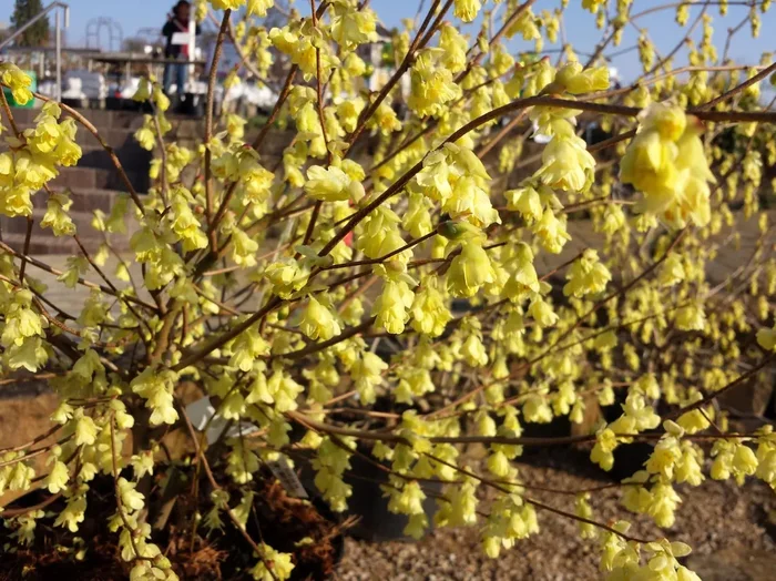 Corylopsis pauciflora (Niedrige Scheinhasel / Glockenhasel)