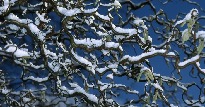 Corylus av.’Contorta‘