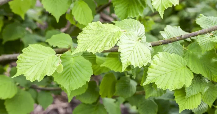 Corylus avellana