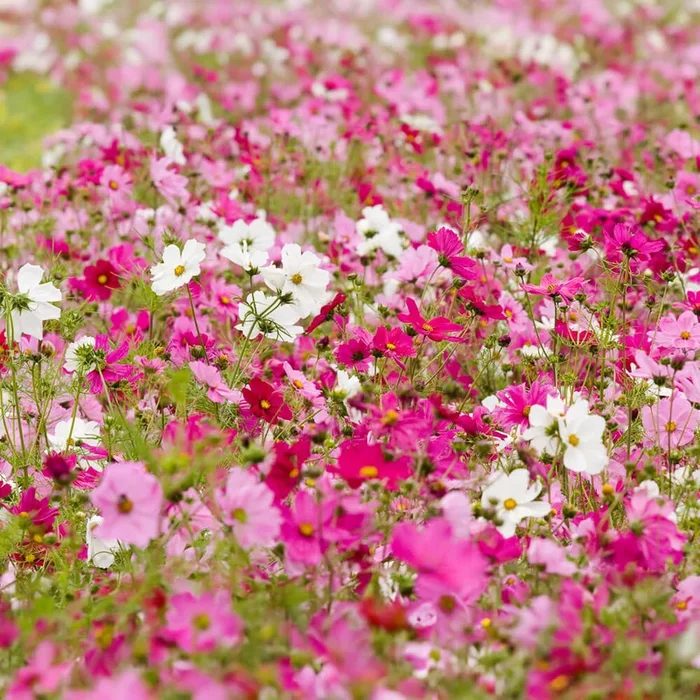 Cosmea Bio-Blumen-Samen