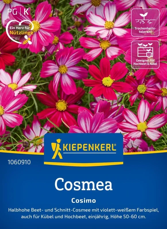 Cosmea Cosimo, Halbhohe Beet- und Schnitt-Cosmee – auch für Kübel und Hochbeet – Höhe 50-60 cm