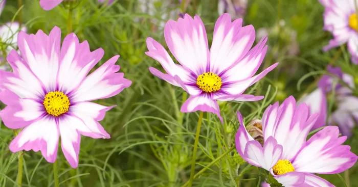 Cosmos bipinnatus${2}