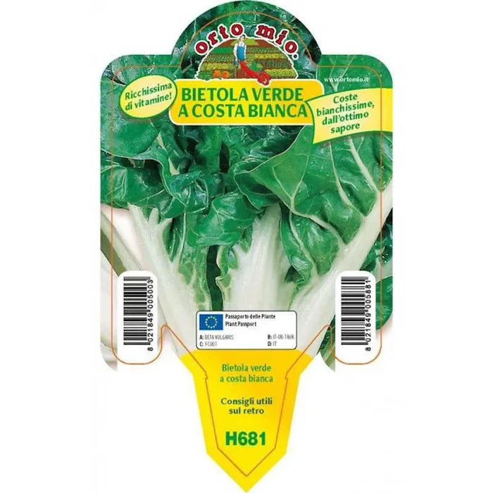 Costa Mangold Pflanze und grüner Gemüsegarten an der Costa Bianca Lusiana in Pot