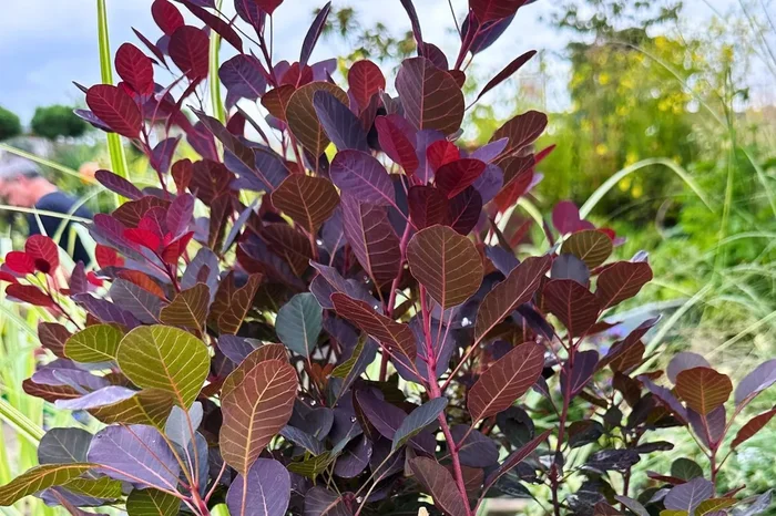 Cotinus coggygria ‚Lilla‘ ® (Roter Perückenstrauch)