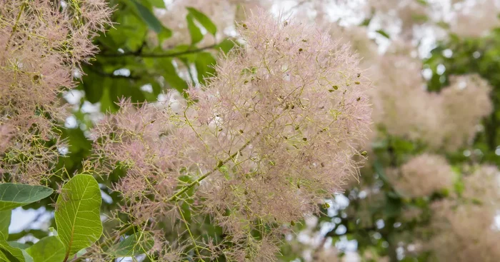 Cotinus coggygria ‚Smokey Joe‘ -R-