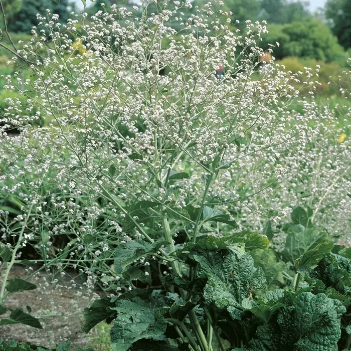 Crambe cordifolia
