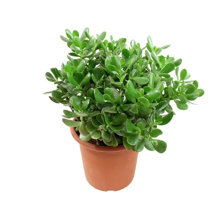 Crassula Ovata – Jadestrauch, Geldbaum