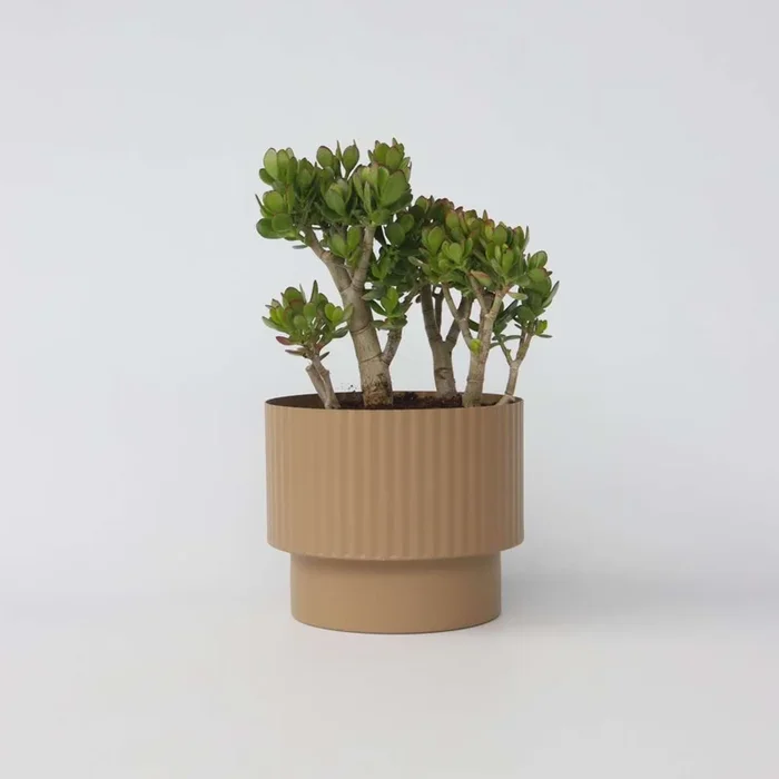 Crassula ovata ‚Minor‘