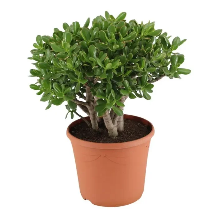 Crassula ovata ‚Sunset‘ – Geldbaum Topf 17 cm Höhe: 30 cm Zimmerpflanzen