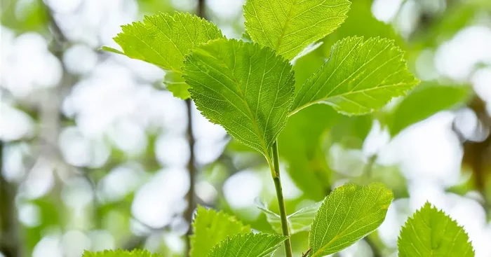 Crataegus lavallei ‚Carrierei‘