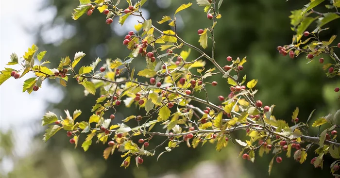 Crataegus monogyna