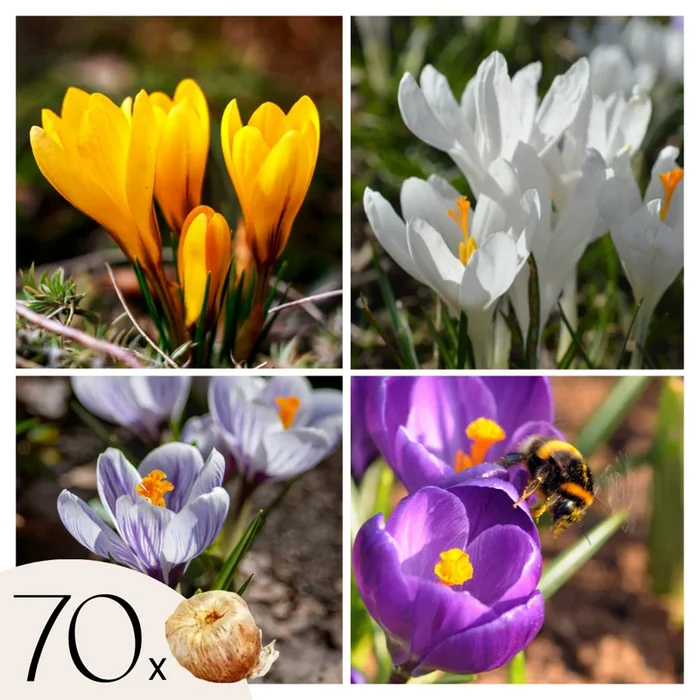 Crocus bulbs ‚Four colours‘ – Set of 70