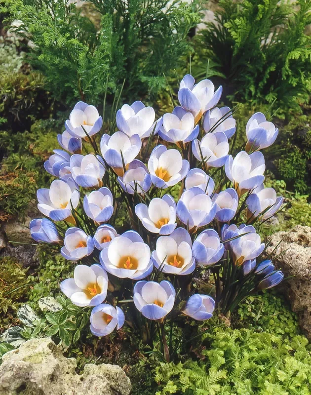 Crocus chrysanthus ‚Blue Pearl‘ (Kleiner Garten-Krokus)