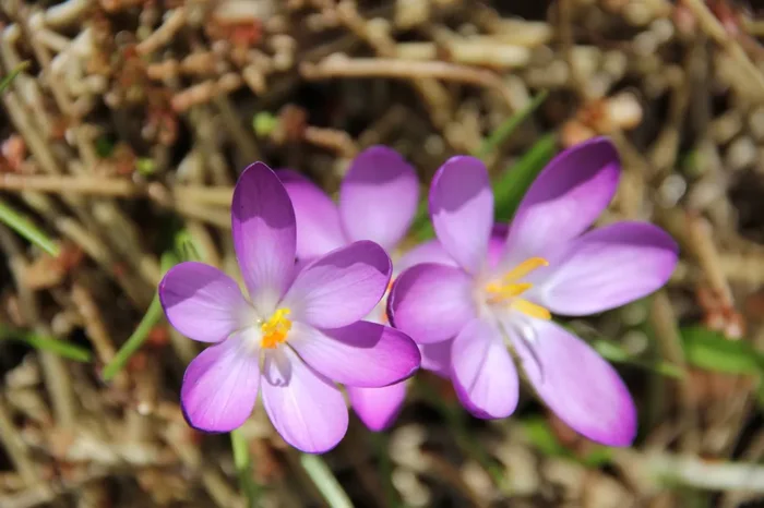 Crocus tommasinianus ‚Roseus‘ (Elfen-Krokus)