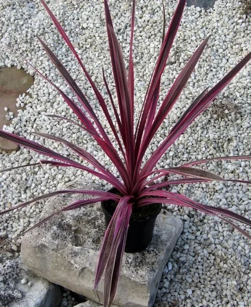 Crodyline Pink Passion – Neuseeland Flachs