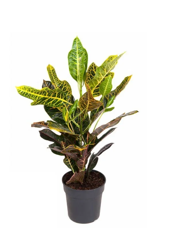 Croton Codiaeum Excellent