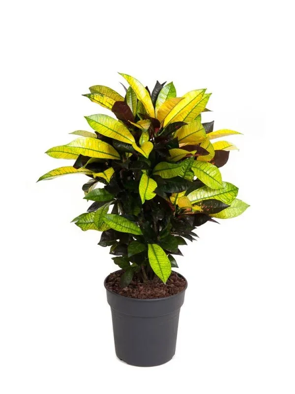 Croton Codiaeum Iceton