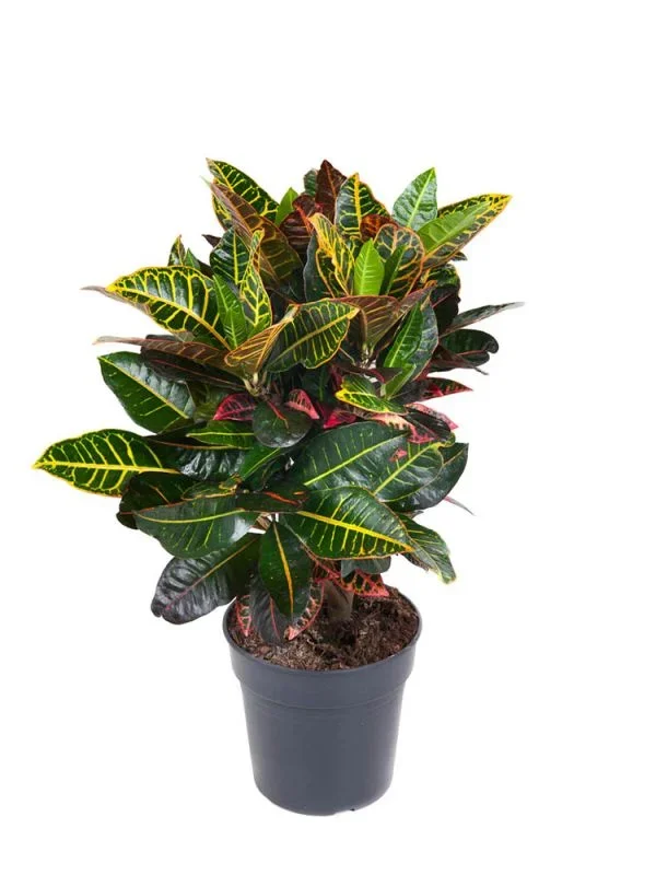 Croton Codiaeum Petra