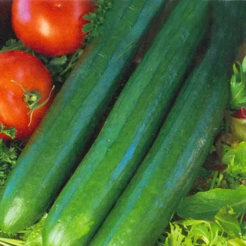 Cucumber Telegraph Improved