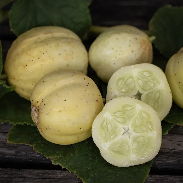Cucumis sativus